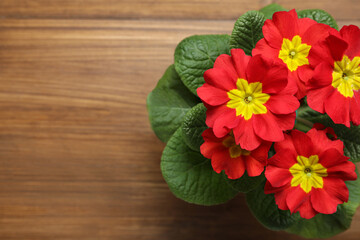 Beautiful red primula (primrose) flower on wooden background, top view with space for text. Spring blossom