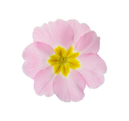 Fototapeta premium Beautiful pink primula (primrose) flower isolated on white. Spring blossom