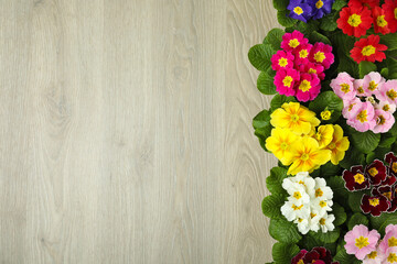 Obraz na płótnie Canvas Primrose Primula Vulgaris flowers on white wooden background, flat lay with space for text. Spring season