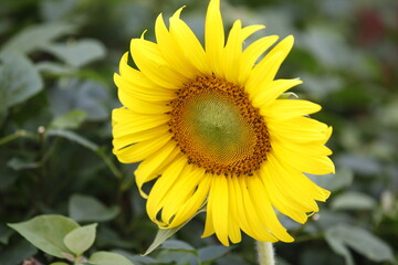 sunflower in the garden