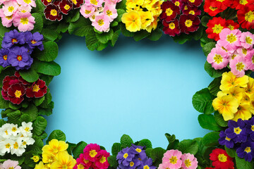 Frame of Primrose Primula Vulgaris flowers on light blue background, flat lay with space for text. Spring season