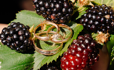 wedding rings lie on a green bush leaf with blackberries or black raspberries.