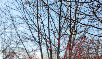Winter landscape with branches. Selective focus.