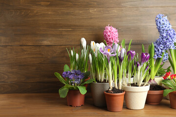 Different flowers in ceramic pots on wooden table. Space for text