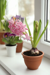 Fototapeta na wymiar Beautiful hyacinth in flowerpot on window sill indoors