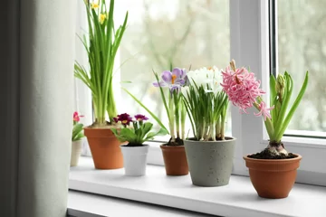 Fotobehang Krokus Different flowers growing in ceramic pots on window sill  © New Africa