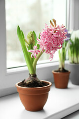 Beautiful hyacinth in flowerpot on window sill indoors