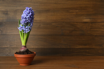 Beautiful hyacinth in flowerpot on wooden table. Space for text