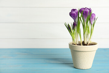 Beautiful crocuses in flowerpot on light blue wooden table. Space for text