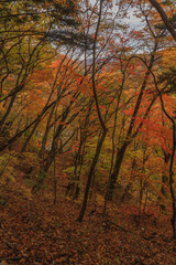 秋の吹割渓谷の風景