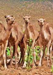 close-up young camels caravan on natural depasture