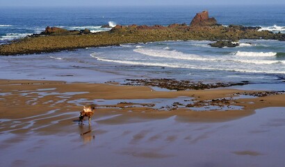 lonely camel on wide low tide seaside background
