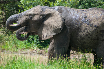 Fototapeta premium african elephant eating