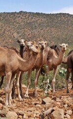 caravan of satisfied camels staring on depasture