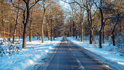 Country road in the snowy woods in the Netherlands on a winter day