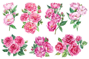 Set of beautiful flowers. Roses, buds and leaves on a white background, watercolor painting, floral elements
