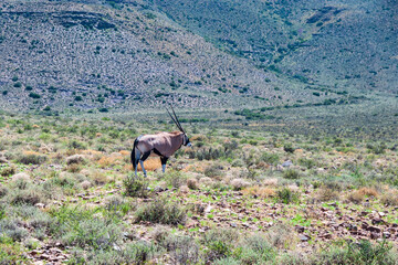 orix in the mountains