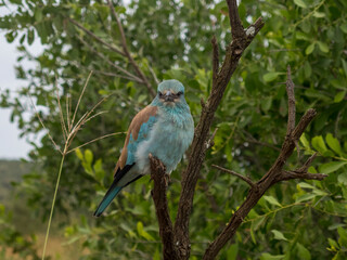 lilac roller on a branch