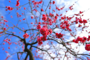 赤い花をつける木
