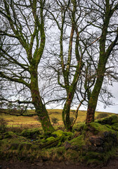 Fototapeta na wymiar Three trees trunks , Johnstone, Renfrewshire, Scotland, UK