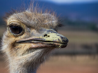 ostrich head close up