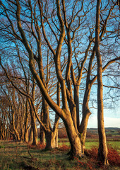 Line of beach trees, Lochwinnoch, Renfrewshire, Scotland, UK