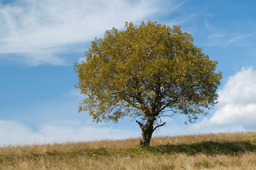 Fototapeta premium Lonely autumn tree and beautiful clouds