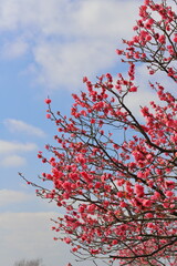 満開になったピンク色の梅の木