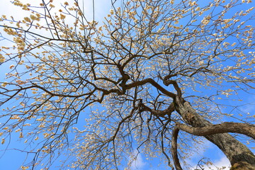 満開になった梅の木