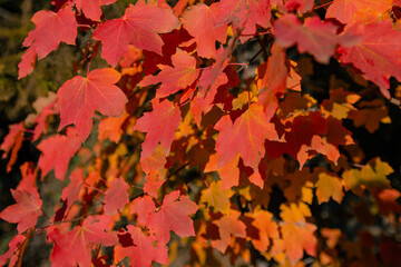 Naklejka na ściany i meble autumn leaves background. red maple leaves in the forest