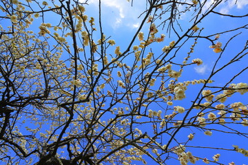 白い花が咲く梅の木