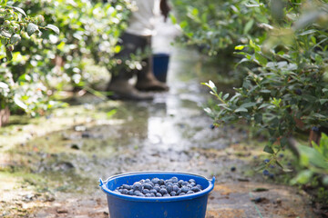 Fototapeta premium Harvesting blueberries in the field. Blue bucket full of blueberries in nature near blueberries bushes. Natural organic food