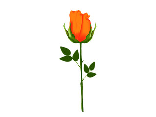 Obraz premium rose