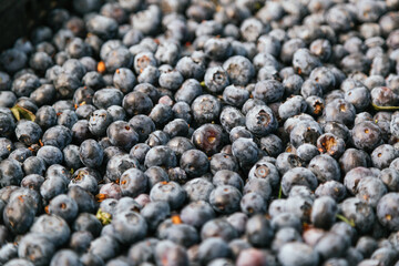 Blueberries in clear plastic tray. Freshly harvested blueberries on the farmyard, food concept.