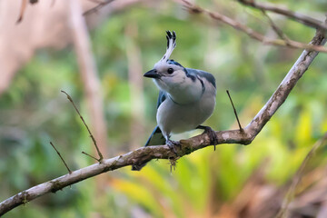 White-throated Magpie Jay in Costa Rica