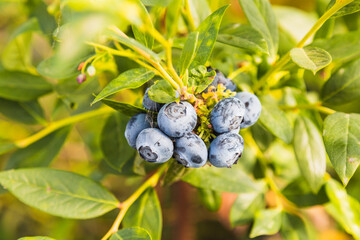Blueberries - delicious, healthy berry fruit. Vaccinium corymbosum, high huckleberry. Blue ripe fruit on the healthy green plant. Food plantation - blueberry field, orchard.