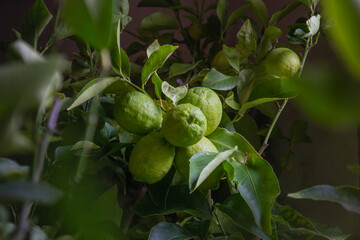 green lemons on a bush