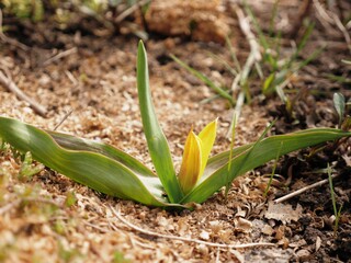 Small single yellow tulip makes its way out of the ground early spring background, copy space