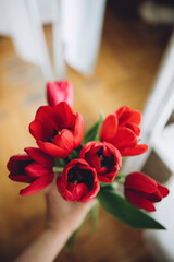 bouquet of pink red tulips in hand on blurred bed background bokeh mothers day international womens day
