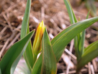 Yellow tulip blossomed in early spring in the garden, copy space, spring background