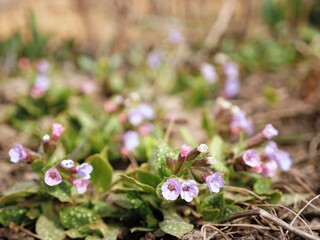 First small purple flowers make their way out of the ground early spring background, copy space, selective focus