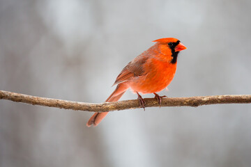 Male Northern Cardinal (cardinalis cardinalis) perched on a branch in Wisconsin