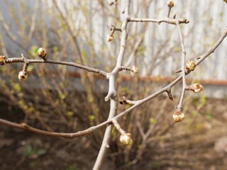 Swollen buds of currant bush, early spring background, copy space