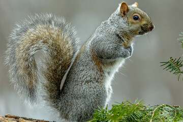 Gray Squirrel (Sciurus carolinensis) sitting on a pine tree in Wisconsin