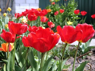 Multicolored tulips blooming on a flower bed. Yellow, red, orange flowers on the ground