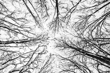 tree branches in the winter forest and falling snow bottom view, black and white photo