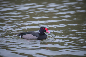 Rosy bill pochard (netta peposaca)
