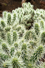 Close-up on a cactus (Cylindropuntia rosea) with long white thorns in Madeira in summer.