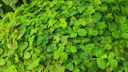 Fototapeta premium Creeping Charlie Scientific name: Pilea nummulariifolia (Sw.) Wedd. Ornamental plant with all parts succulent Green-purple-red They spread into bushes and creep along the soil surface. 