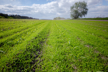 Panoramic photo of sprouts corn on field. Agriculture fertilized plantation. Spring